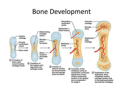 BoneGrowthandDevelopment:ADynamicProcess