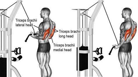 ExercisesforTricepsStrength