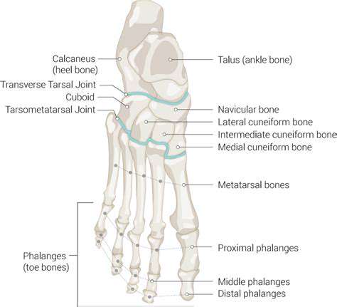 FootBones:AComplexNetworkforBalanceandMovement