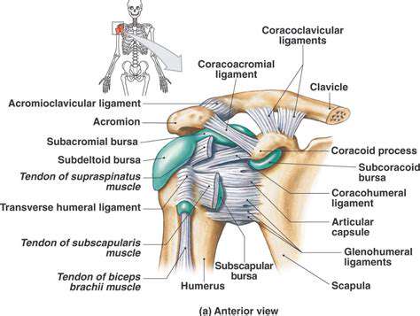 Tendons,Ligaments,andtheRoleofSoftTissues