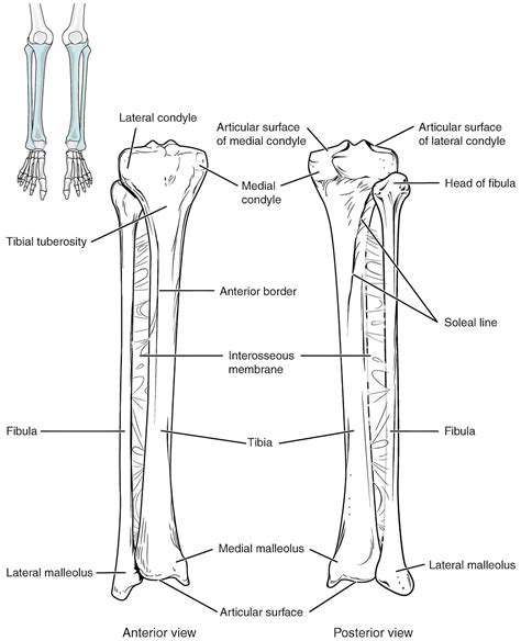 TheTibiaandFibula:TheLowerLegBones