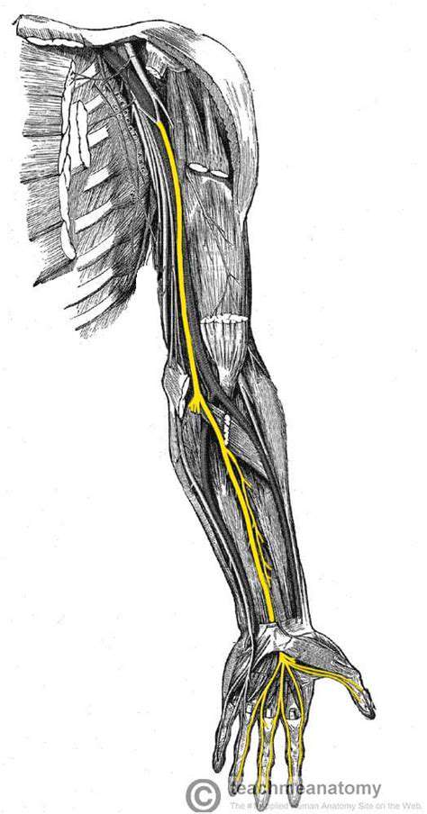 AnatomyoftheMedianNerve:APathwaytoPrecision