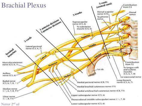 Nerve Pathways in the Arm: An Overview