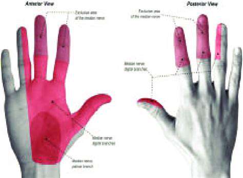 The Role of the Median Nerve in Hand Function