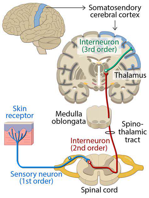 SensoryPathways:Touch,Temperature,andPain