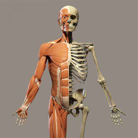 TheAnatomicalMarvel:Bones,Muscles,andTendons
