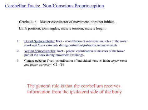 Neuroscience of Hand Coordination