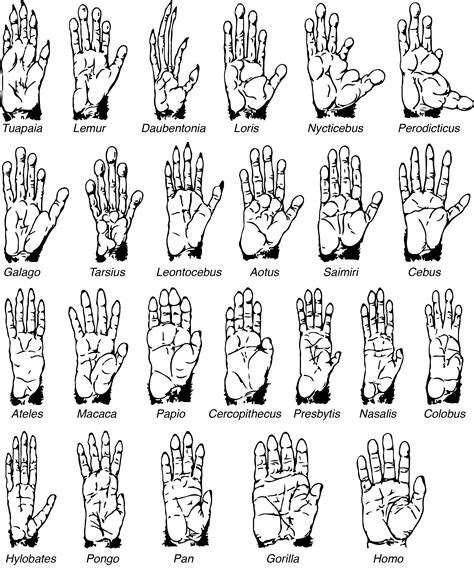 The Role of Hands in Music and Dance