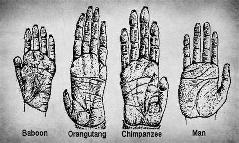 TheModernHumanHand:ALegacyofEvolution