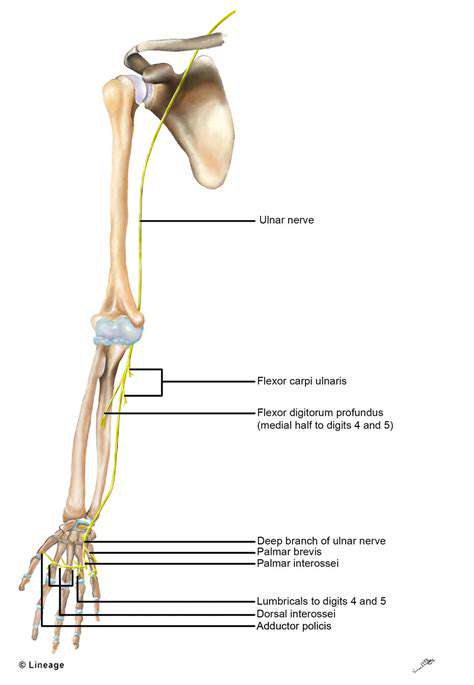 TheUlnarNerve'sOriginandJourneyThroughtheArm