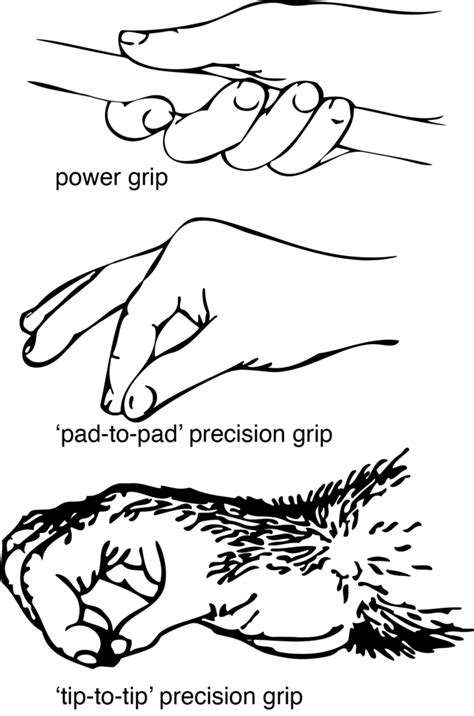 FingerLengthandPrecisionGrips