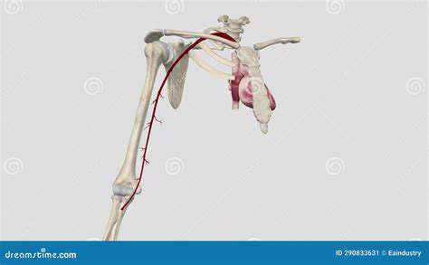 TheBrachialArtery:TheArm'sMajorBloodVessel
