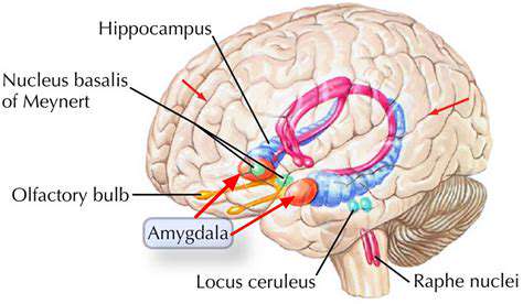 TheImpactofRhythmicMovementontheAmygdala